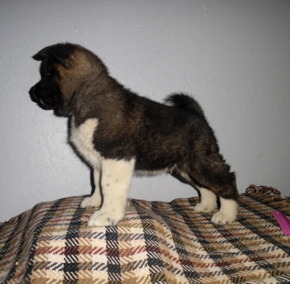 Wonderful White Akita Pups Available Image eClassifieds4u