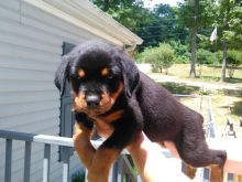 11 weeks old Rottweiler Puppies for Adoption