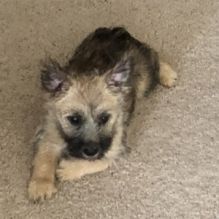 Amazing Cairn Terrier puppies!