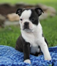 ╬╬ Astounding ☮ Boston Terrier ☮ Puppies Now ♥‿♥ Ready ♥‿♥ For Adoption ╬╬