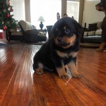 Awesome Rottweiler Puppies for Adoption