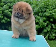 Chow chow Puppies For Sale