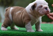 English Bulldog Puppies For Sale