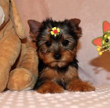 Registered Yorkie Puppies For Re-Homing