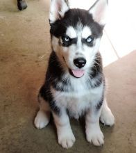 Saint Bernard Puppies For Sale