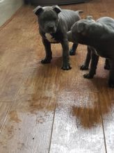 Staffordshire Bull Terrier Puppies For Sale