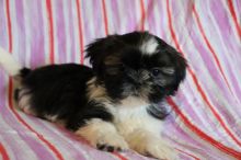 Adorable Male And Female Shih Tzu Puppies