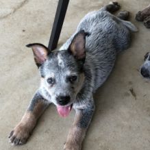 AKC Registered Australian Cattle Puppies For Re-Homing