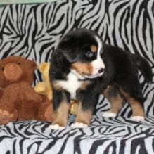 Akc registered Bernese Mountain puppies