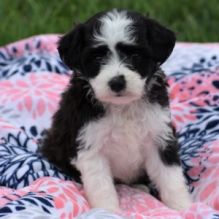 Aussiedoodle Puppies