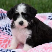 Aussiedoodle Puppies