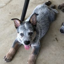 Australian Cattle Puppies for free