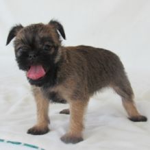Brussels grifon Puppies for adoption