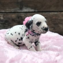 Dalmatian Puppies for Adoption