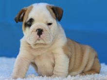 English Bulldog Puppies for Adoption