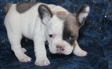 French Bulldog Puppies For Sale
