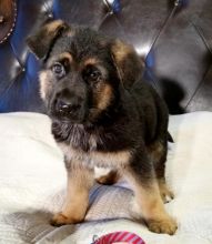 German Shepard Puppies Available for Free Adoption