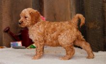 Golden Retriever Puppies For Sale