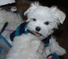 Healthy Male and Female Maltese puppies