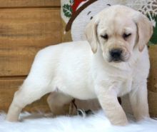 Home Trained Labrador Retriever Puppies