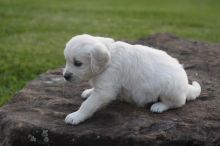 Male and Female Golden Retriever Puppies Available