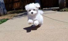 Maltese Puppies For Sale