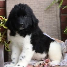 Newfoundland Puppies For adoption