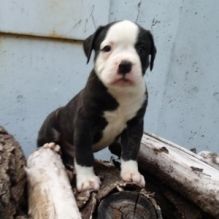 Quality Registered American Bulldog Puppies