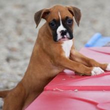 Red and White Boxer Puppies
