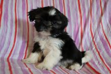 Shih Tzu Puppies for Re-homing