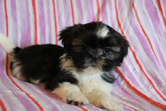 Adorable Male And Female Shih Tzu Puppies Image eClassifieds4u