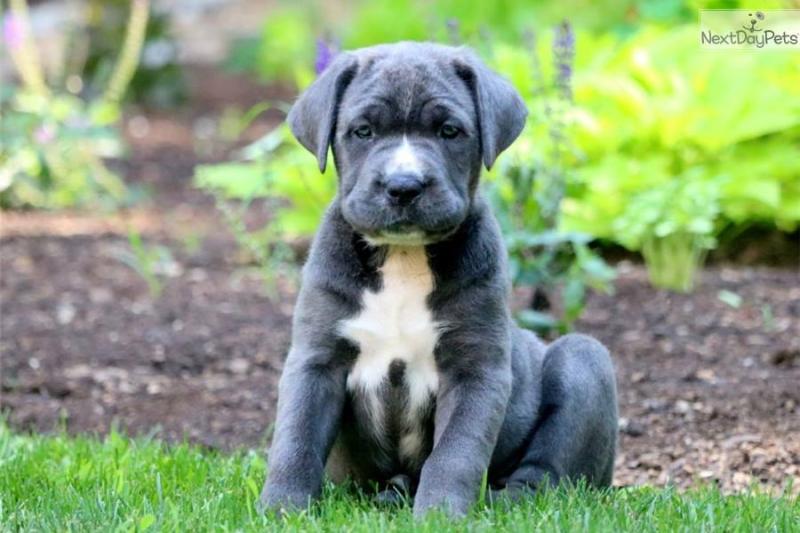 Cane Corso Puppies For Sale Image eClassifieds4u