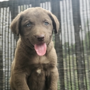Chesapeake Bay Retriever Puppies Available Image eClassifieds4u