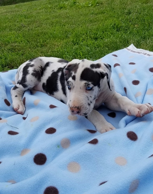 Great Dane Puppies For Sale Image eClassifieds4u