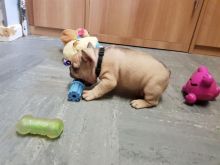 AKC quality French Bulldog Puppy for free adoption!!! Image eClassifieds4u 1