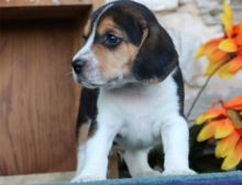 Beagle Puppies For Sale Image eClassifieds4u 1