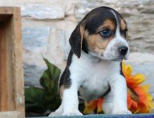 Beagle Puppies For Sale Image eClassifieds4u 2