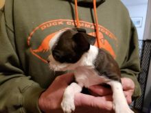 Boston terrier Puppies For Sale Image eClassifieds4u 2