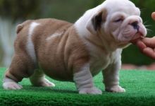 English Bulldog Puppies For Sale Image eClassifieds4U