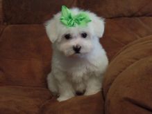 Maltese Puppies For Sale Image eClassifieds4u 2