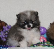 Adorable Pedigree Pomeranian Puppies Image eClassifieds4u 2