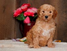 Golden Retriever Puppies For Sale Image eClassifieds4u 2