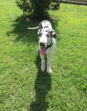 Great Dane Puppies For Sale Image eClassifieds4u 1