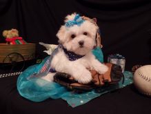 Maltese Puppies For Sale Image eClassifieds4u 2