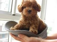 Rescue & Adoption: Adopt a Poodle Image eClassifieds4U