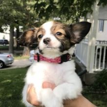 Stunning Papillon Puppies For Adoption Image eClassifieds4U