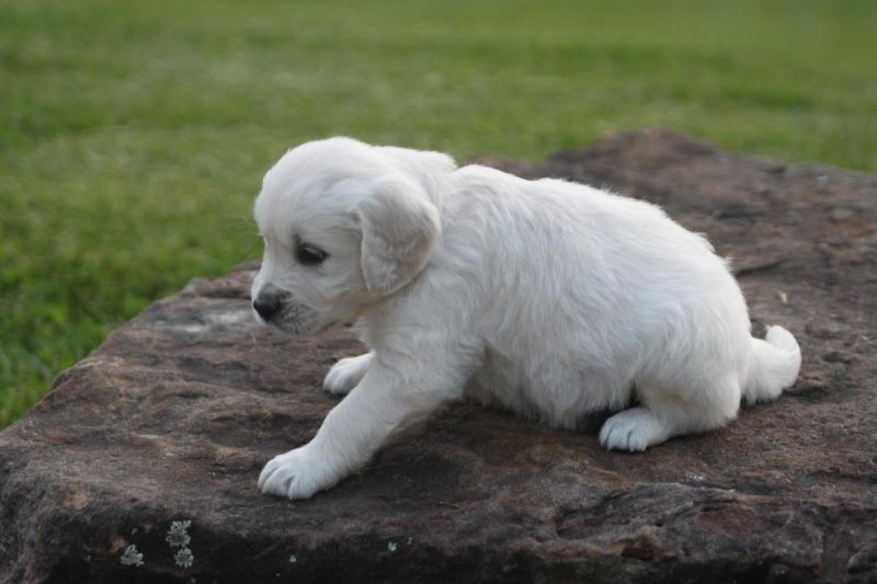 Male and Female Golden Retriever Puppies Available Image eClassifieds4u
