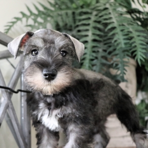 Miniature Schnauzer Puppies For free Image eClassifieds4u