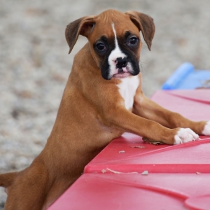 Red and White Boxer Puppies Image eClassifieds4u