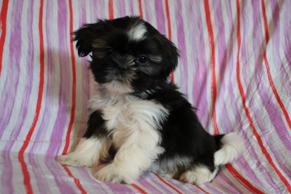 Shih Tzu Puppies for Re-homing Image eClassifieds4u